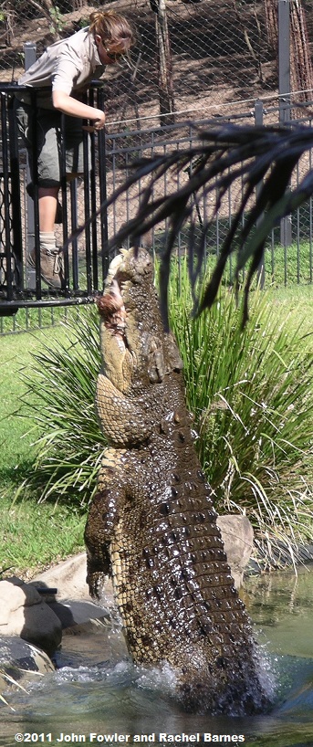subadult saltwater crocodile